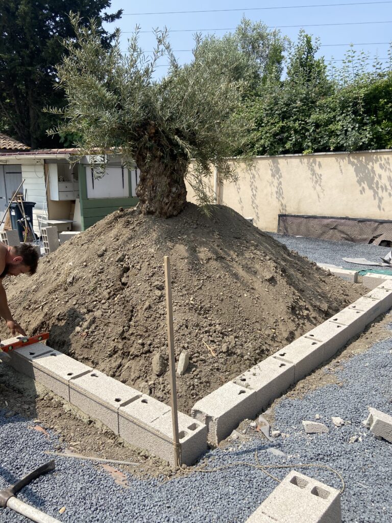 Travaux de maçonnerie autour d’un olivier planté sur une butte de terre, avec un artisan en train de poser des parpaings pour créer un muret de soutènement.
